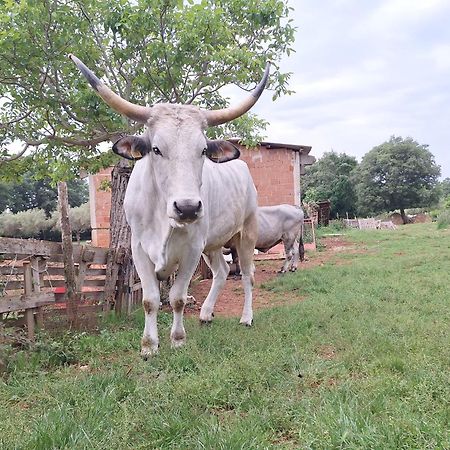 Ranch Radin Panzió Brtonigla Kültér fotó
