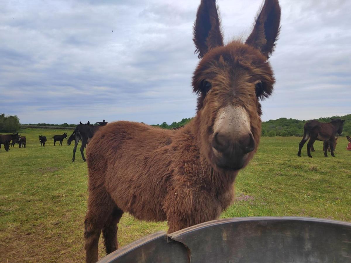 Ranch Radin Panzió Brtonigla Kültér fotó