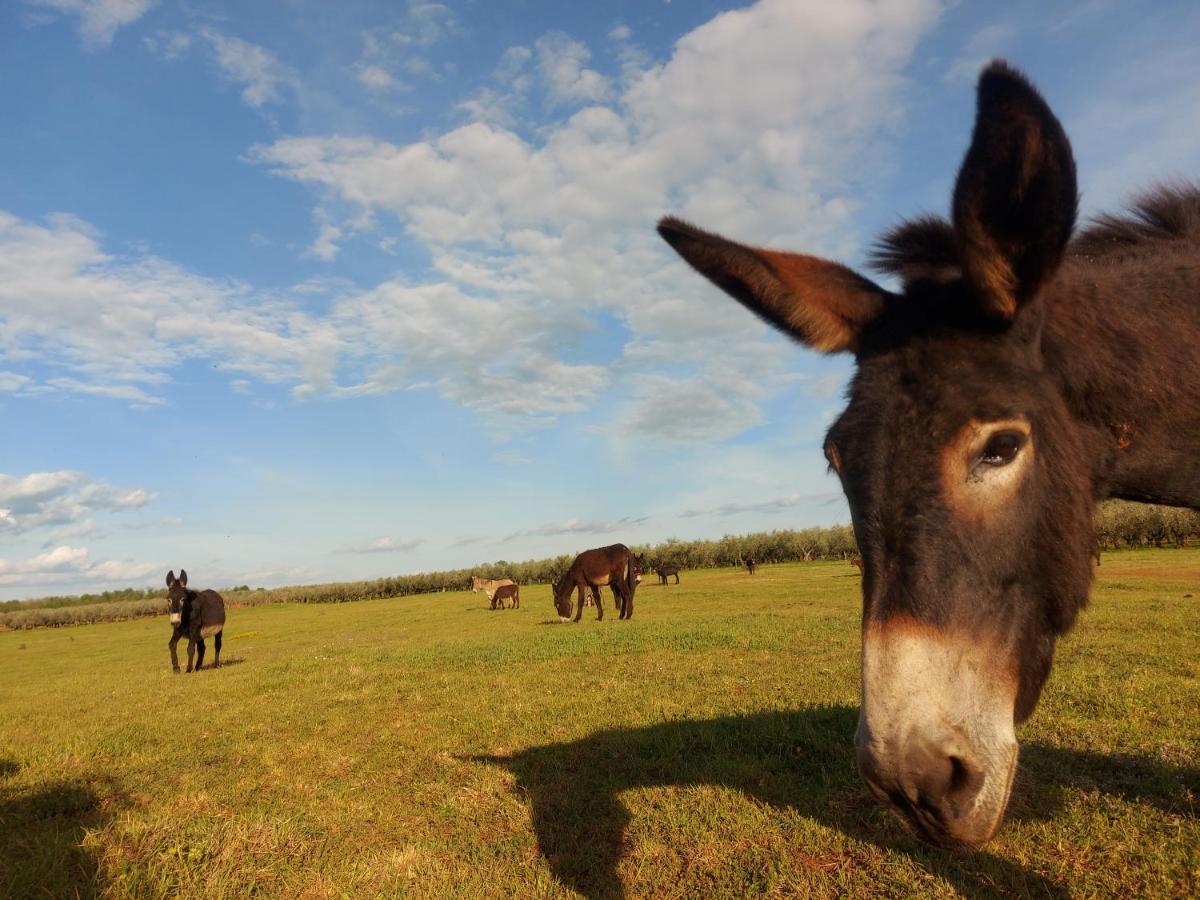 Ranch Radin Panzió Brtonigla Kültér fotó