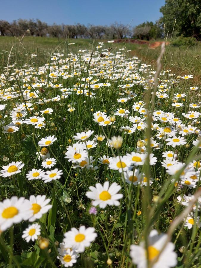 Ranch Radin Panzió Brtonigla Kültér fotó