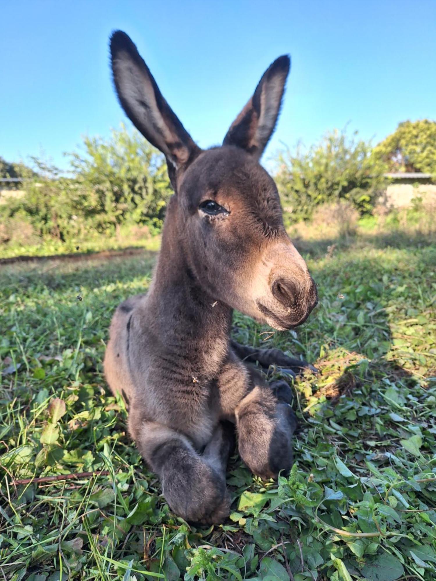 Ranch Radin Panzió Brtonigla Kültér fotó