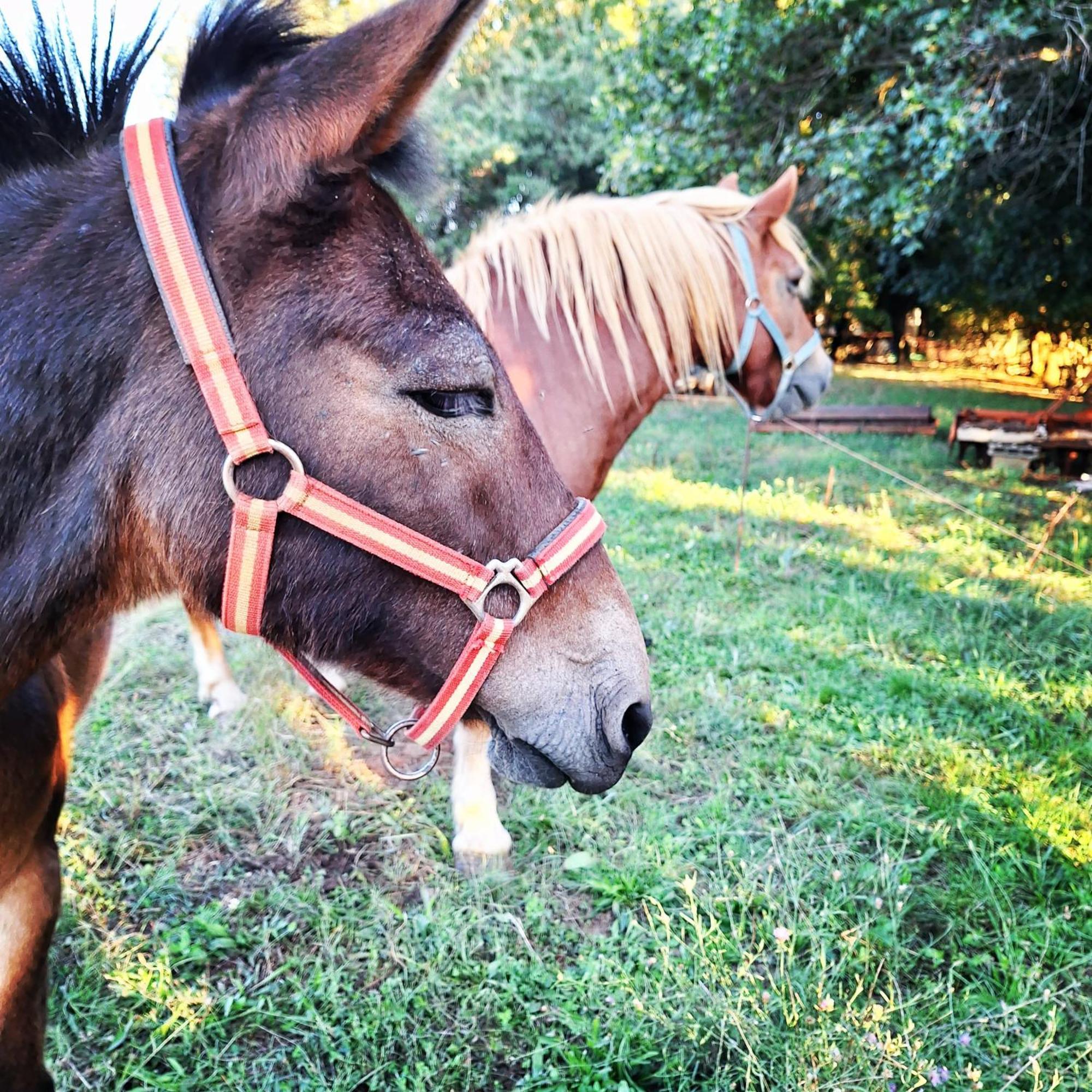 Ranch Radin Panzió Brtonigla Kültér fotó