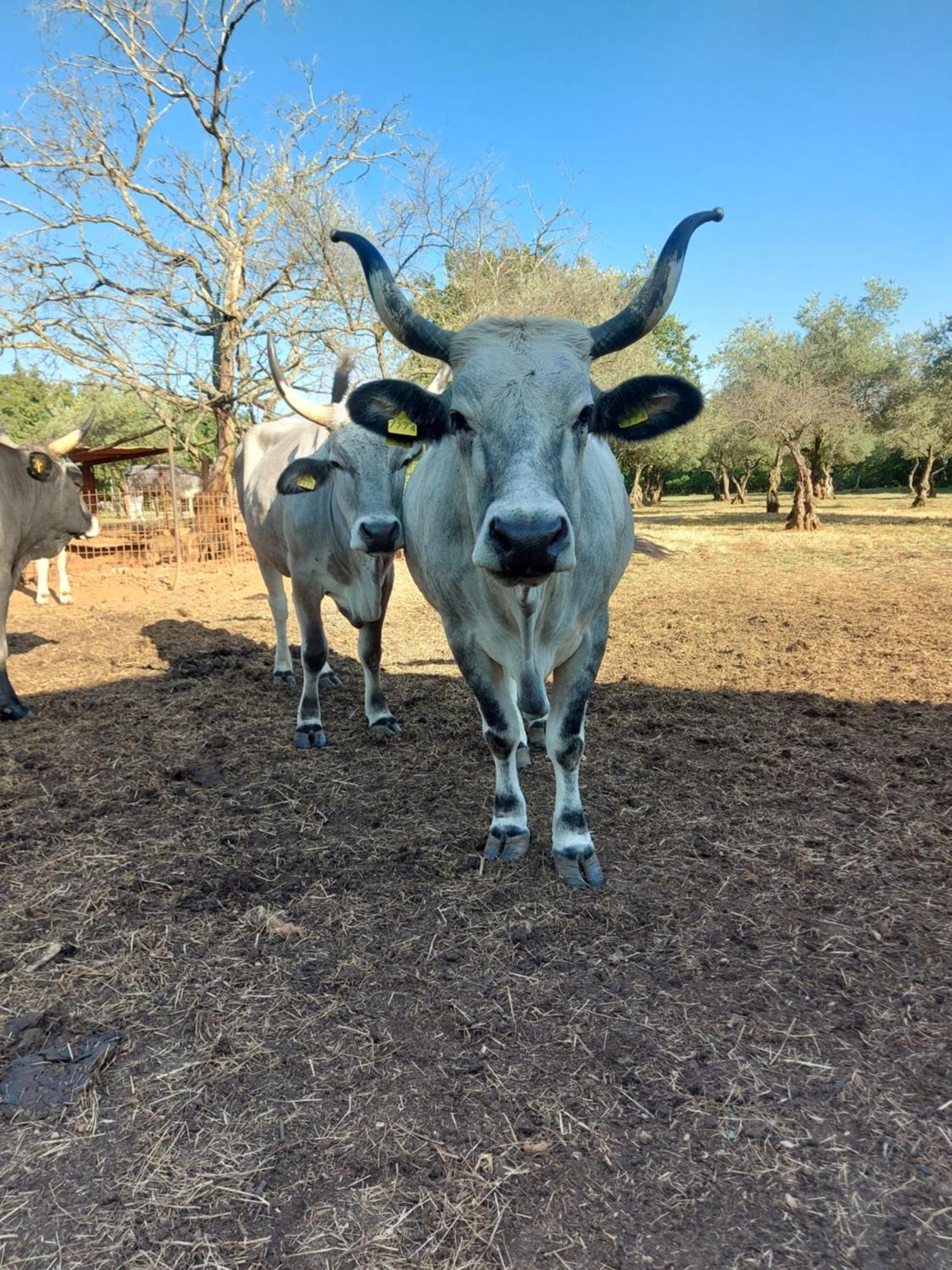 Ranch Radin Panzió Brtonigla Kültér fotó