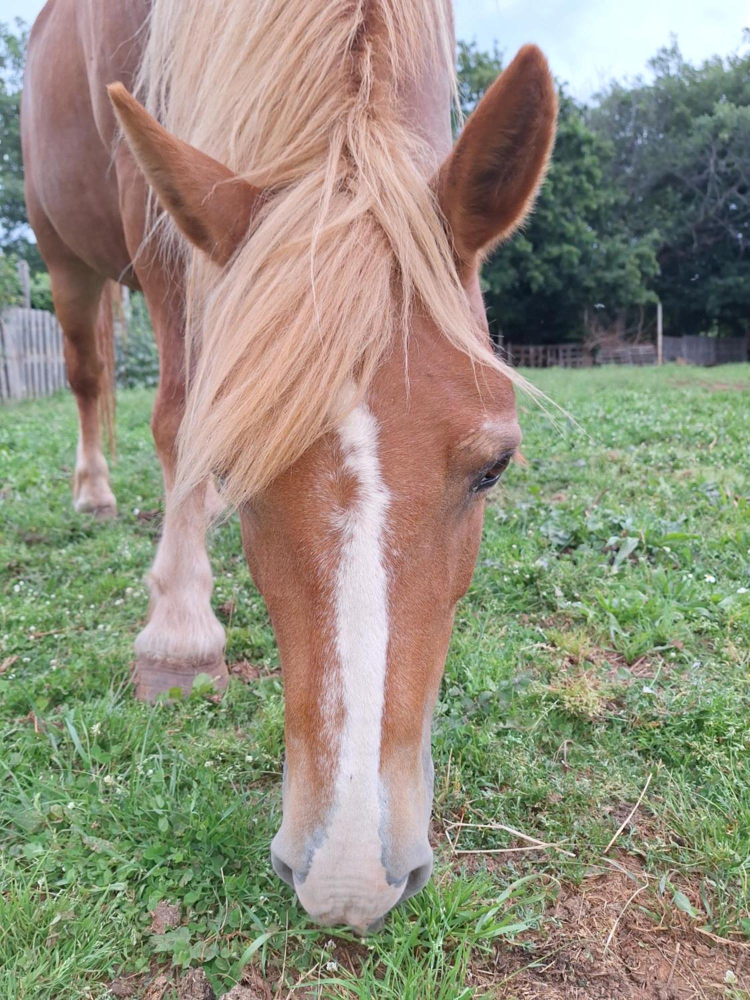 Ranch Radin Panzió Brtonigla Kültér fotó
