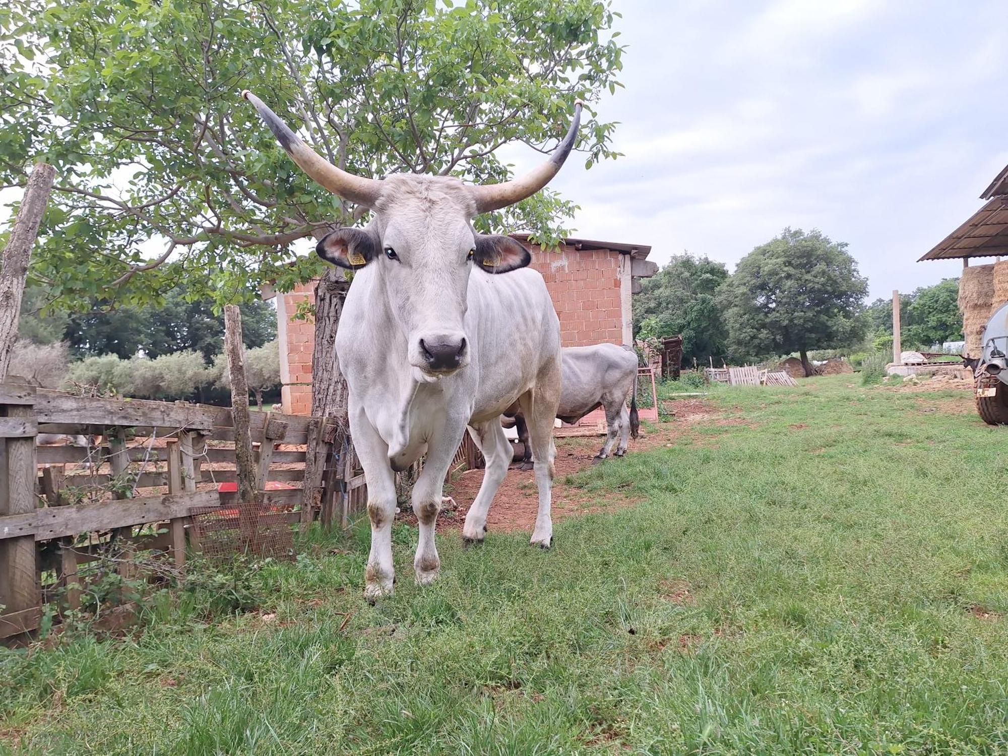 Ranch Radin Panzió Brtonigla Kültér fotó