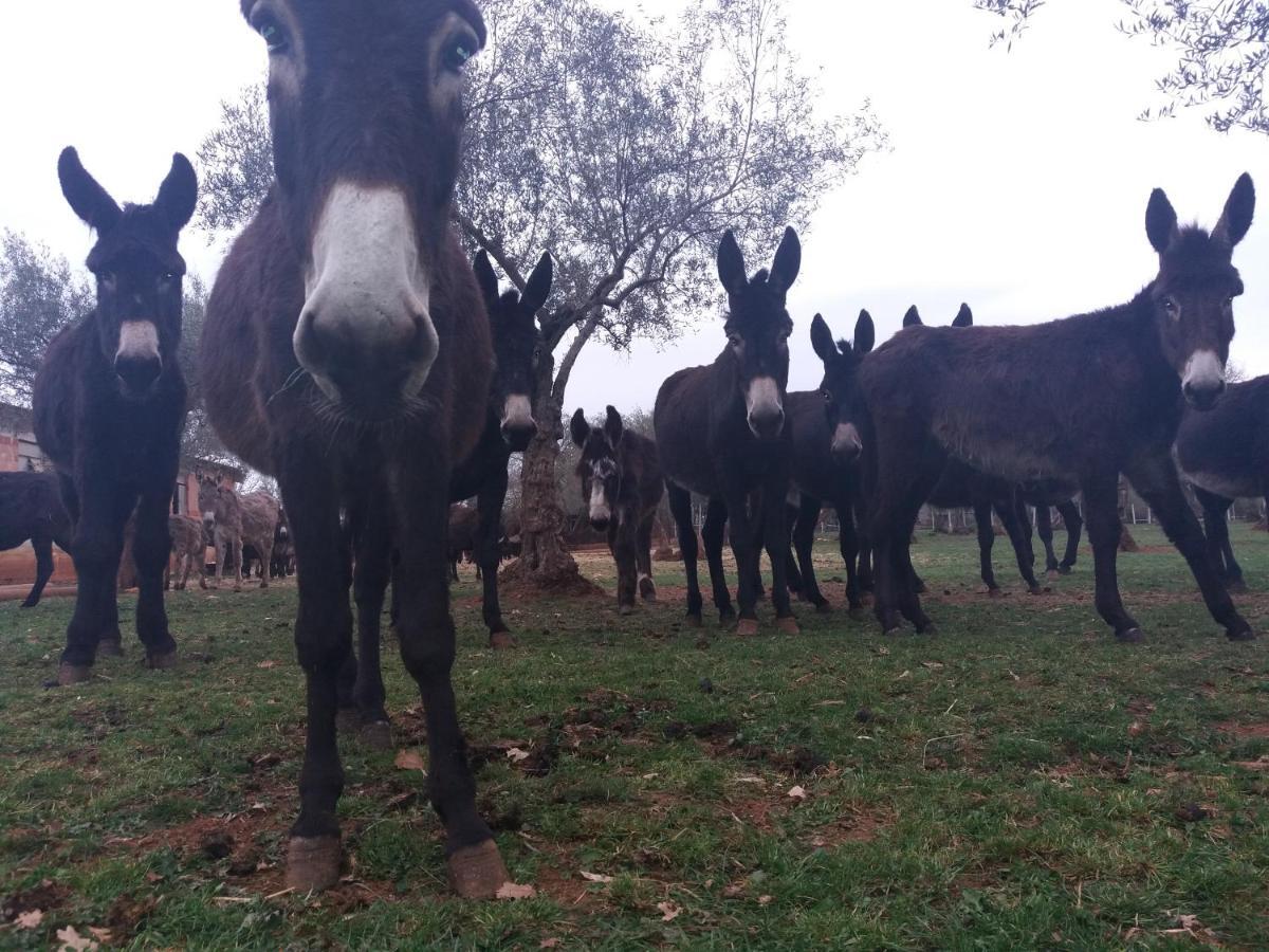 Ranch Radin Panzió Brtonigla Kültér fotó